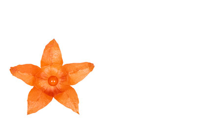 exotic fresh orange physalis isolated on white background. copy space, template.