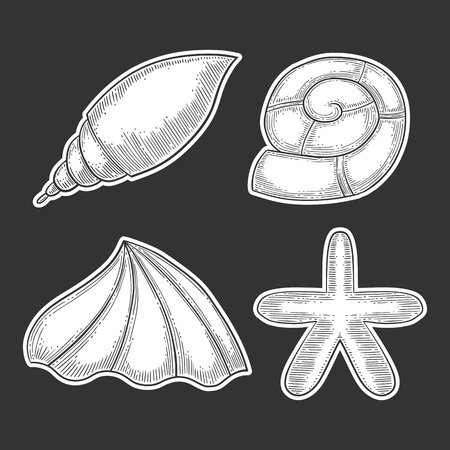 Set of different seashell. Hand drawn vector in engraving and sketch style.のイラスト素材
