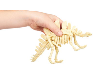 Kid hand hold dinosaur skeleton toy, isolated on white background.の写真素材
