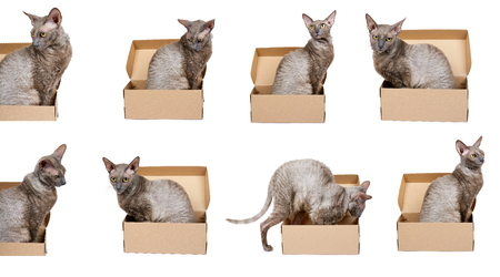 set of different Domestic cat in cardboard box isolated on white background, oriental cornish rex kitten.の写真素材