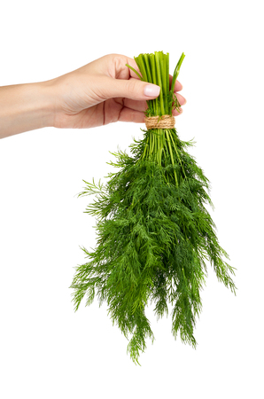 Fresh green dill with hand isolated on the white background, studio macro imageの写真素材
