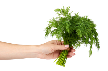 Fresh green dill with hand isolated on the white background, studio macro imageの写真素材