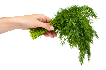 Fresh green dill with hand isolated on the white background, studio macro imageの写真素材