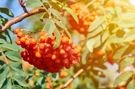 Bunch of ripe rowanberry fruit on tree with green leaves with sunlight effect.の写真素材