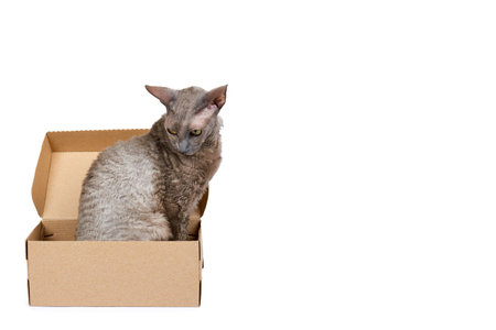 Domestic cat in cardboard box isolated on white background, oriental cornish rex kitten, copy space...