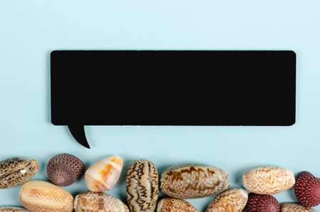 Flat lay concept of summer travel vacations, top view of seashells a on pastel blue background with...