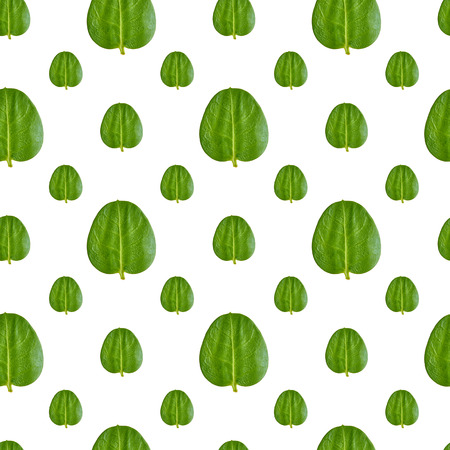 Close up of green leaves seamless pattern background.の写真素材
