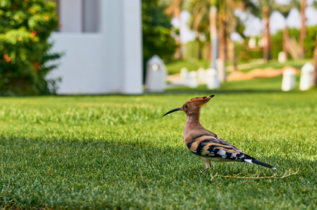 beautiful and colorful bird hoopoe is looking for food on a green lawnの写真素材