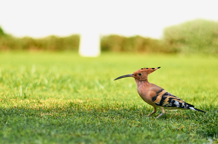 beautiful and colorful bird hoopoe is looking for food on a green lawn.の写真素材