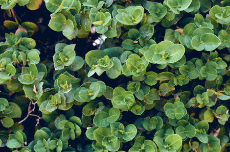macro photo of green leaves, nature texture and background.