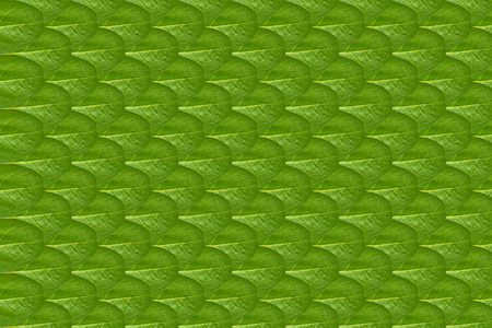 Close up green leaves pattern background photo.の写真素材