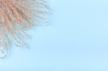 Leaves composition. Nature concept background. Flat lay and top view photo.