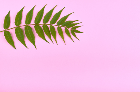 Leaves composition. Nature concept background. Flat lay and top view photo.の写真素材