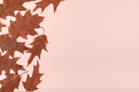 Leaves composition. Nature concept background. Flat lay and top view photo.