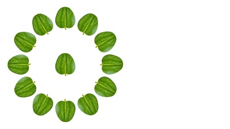 Close up of green leaves background, clock composition. Copy spaceの写真素材