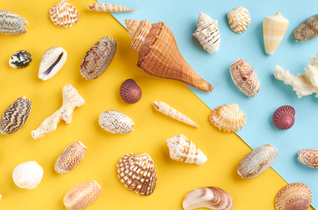 Summer vacation composition idea, seashells on blue and yellow background, flat lay and top view photoの写真素材