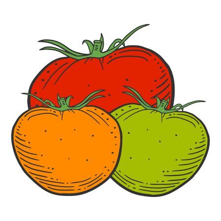 Ripe tomato. Vector concept in doodle and sketch style. Hand drawn illustration for printing on T-shirts, postcards.のイラスト素材
