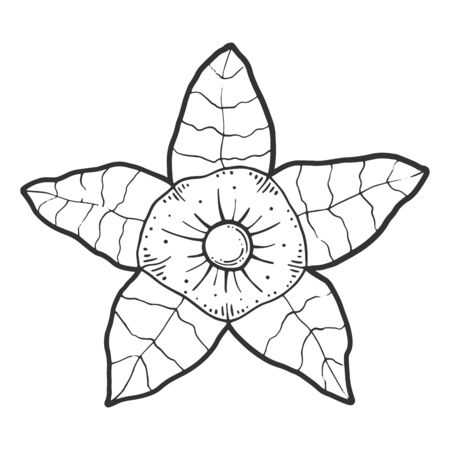 Physalis. Vector concept in doodle and sketch style. Hand drawn illustration for printing on T-shirts, postcards.のイラスト素材