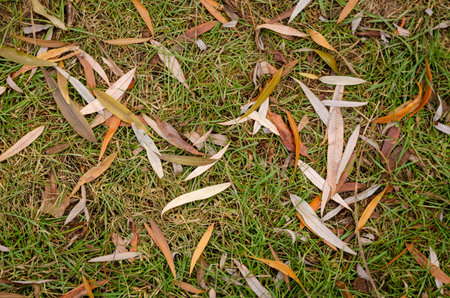 Texture of autumn grass. Lawn with fallen yellow leaves. Natural background.の写真素材