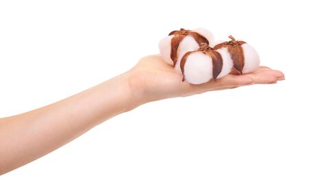 Hand with fluffy cotton flower, soft material. Isolated on white background.の写真素材