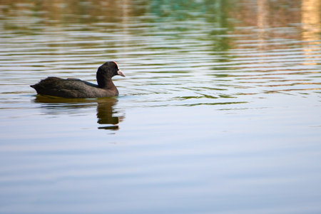 Wild duck swimming in the pond. Copy space image.の写真素材