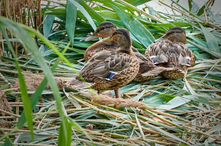 Wild ducks in nest, mallards family.の写真素材