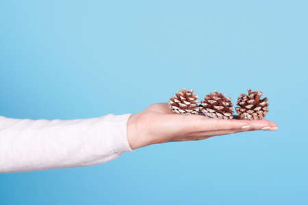 Hand with pine cone, home decoration.の写真素材