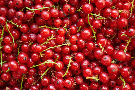 Ripe and fresh red currants, sour fruit.