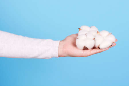 Hand with cotton flower ball.の写真素材