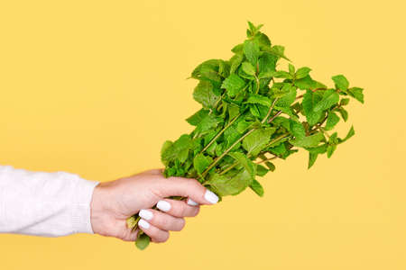 Fresh green mint leaves in hand.の写真素材