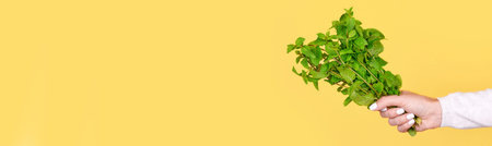 Fresh green mint leaves in hand.