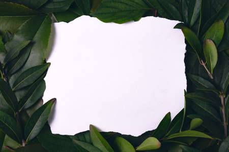 Green leaves background with copy space template.の写真素材