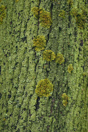 Close up bark of the tree covered with moss.