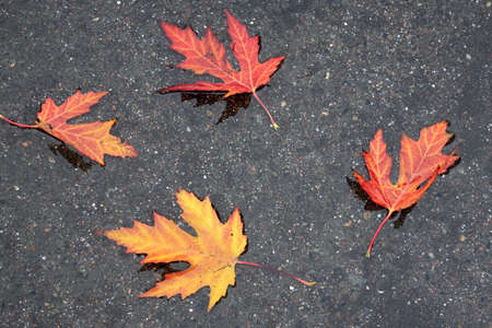 Close up yellow autumn leaves in water.の写真素材