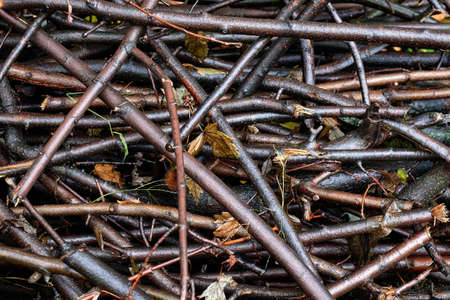 Close up wet branches, macro photo stacks.