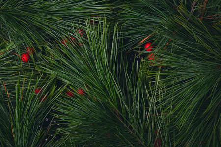 Close up photo of green leaves, nature.の写真素材