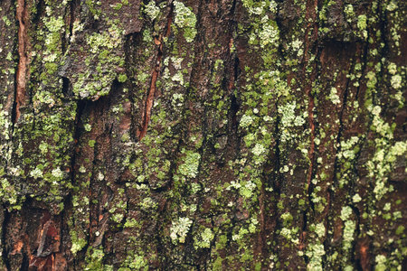 Close up bark of the tree covered with moss.
