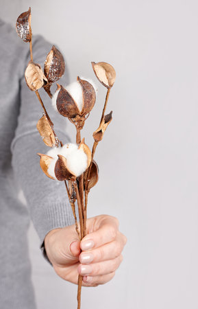 Hand with fluffy cotton ball on grey.の写真素材