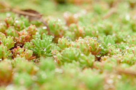 Green leaves close up image background.の写真素材