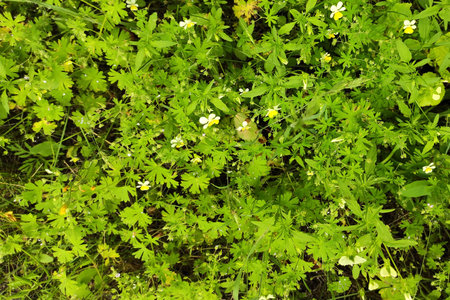 Green leaves close up image background.