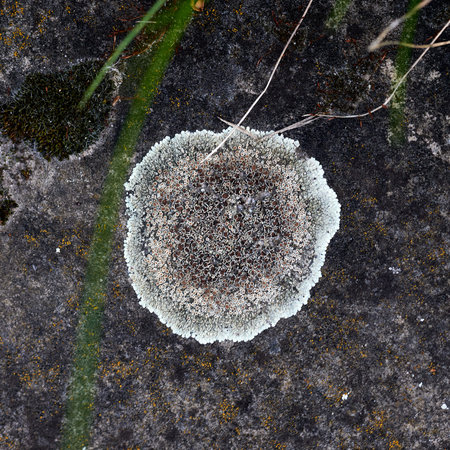 White round mold on dark stone.
