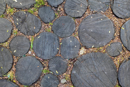Tree stumps texture and pattern.の写真素材