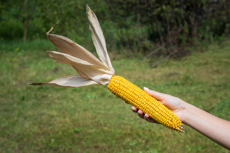 Ripe, juicy golden corn with leaves in hand, harvested for long-term storage