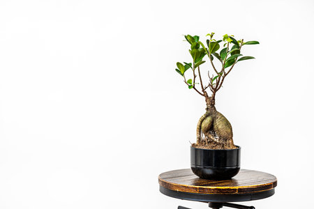 pot with ficus ginseng bonsai on industrial round stool with white backgroundの写真素材