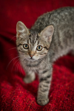 curious cat watching carefully on red clothの写真素材