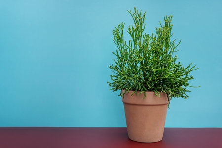 Pot with succulents on brown table and blue background