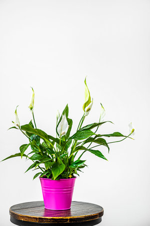 Image of spathiphyllum with pink flower pot on industrial wooden stool and white backgroundの写真素材