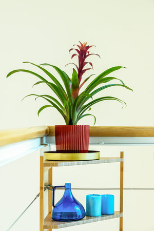 Bromeliad with red pot and under blue bottle and candlesの写真素材