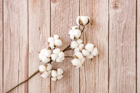 Cotton branch with white fiber buds on wooden tableの写真素材