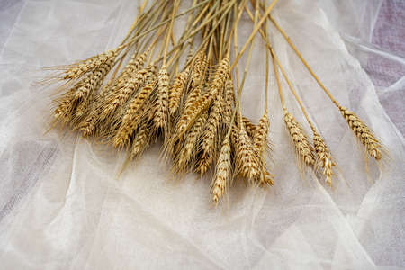 bouquet of cut ears of wheat on white tulle fabricの写真素材